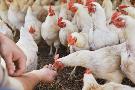  Primeros casos de infecciones en humanos por el virus de influenza Aviar en Camboya.