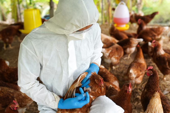  EE.UU. exhibe un repunte de casos de Influenza Aviar H5N1.